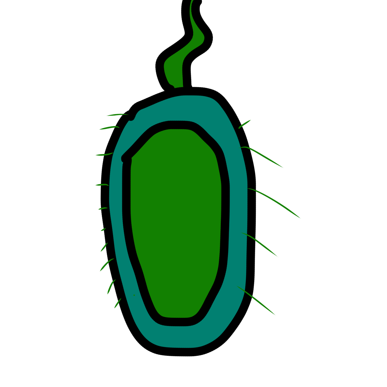 a green and teal bacterium with a wiggly flagella and little hairlike projections. 